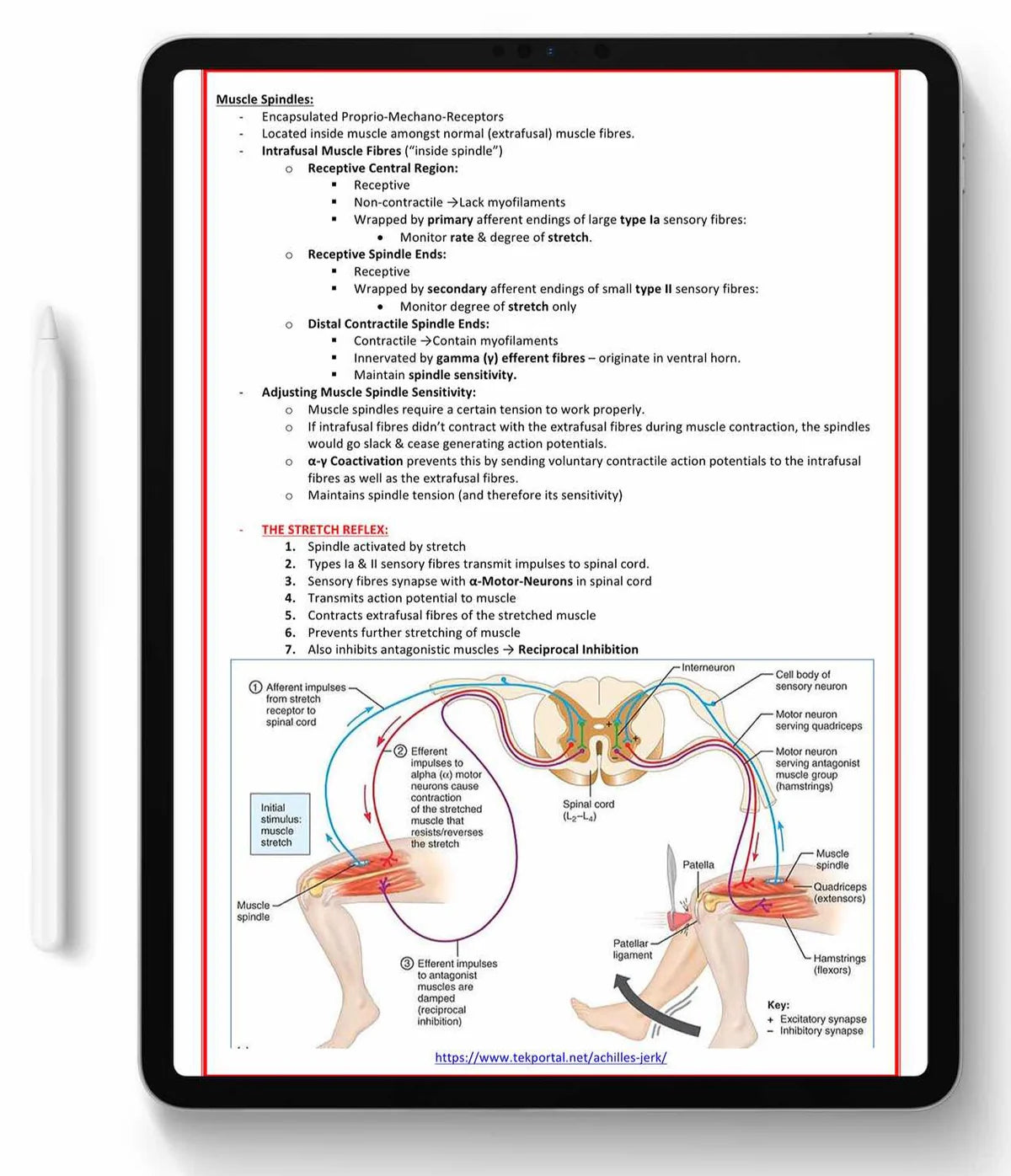 All 21 Medical Notes Bundle