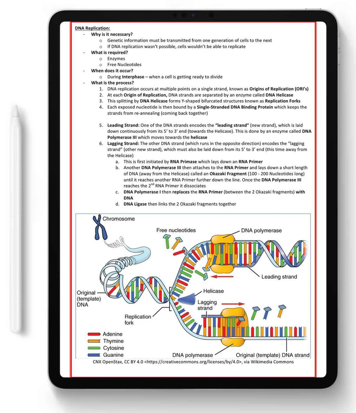 All 21 Medical Notes Bundle