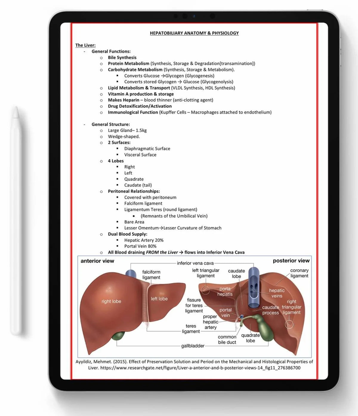 All 21 Medical Notes Bundle