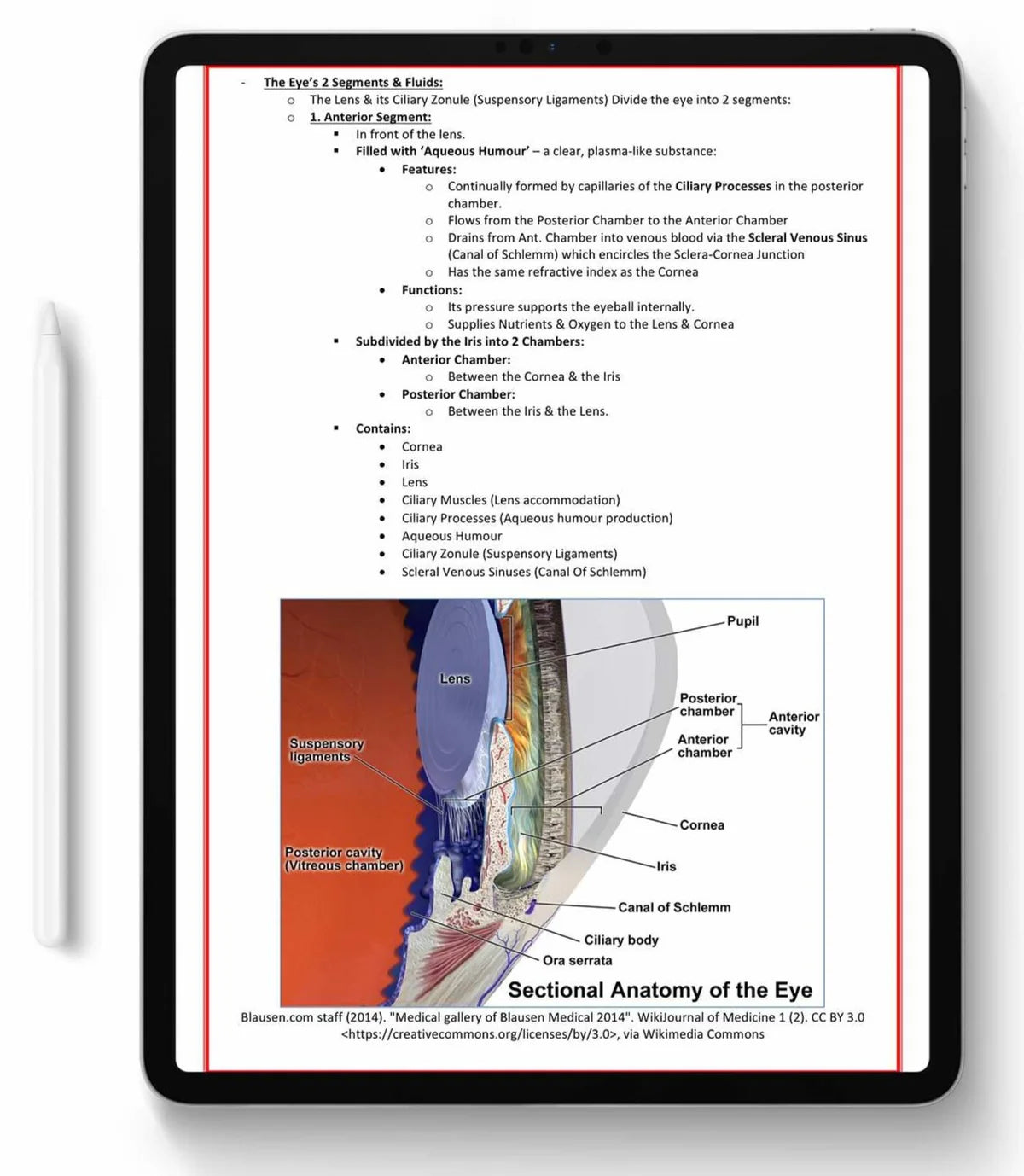 All 21 Medical Notes Bundle