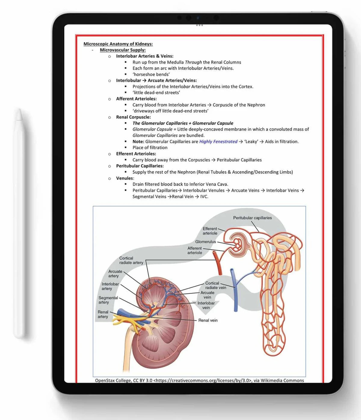 All 21 Medical Notes Bundle