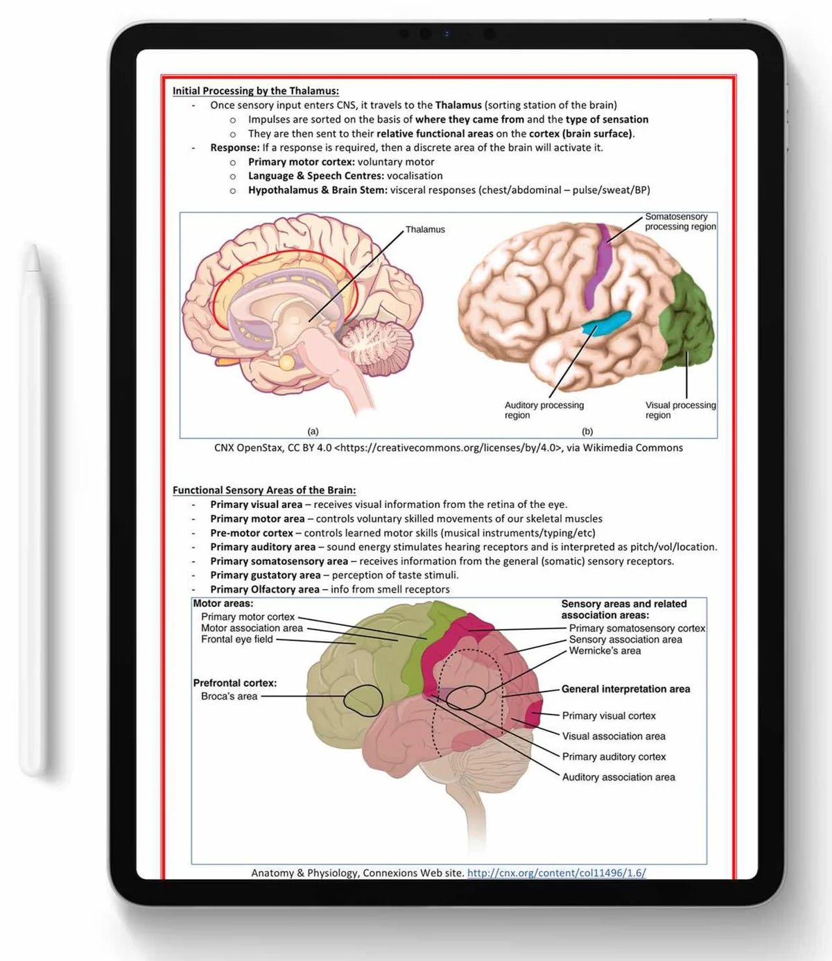 All 21 Medical Notes Bundle