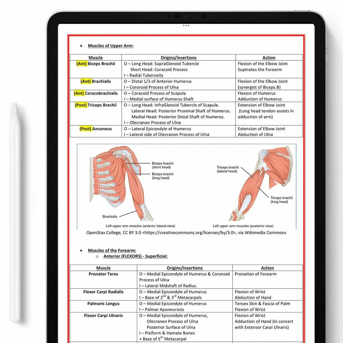 All 21 Medical Notes Bundle