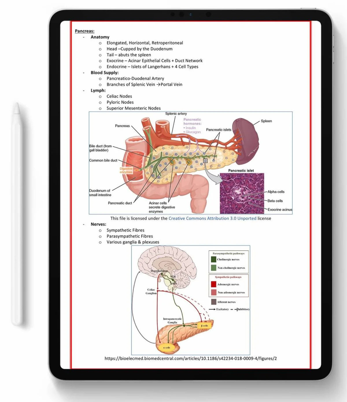 All 21 Medical Notes Bundle