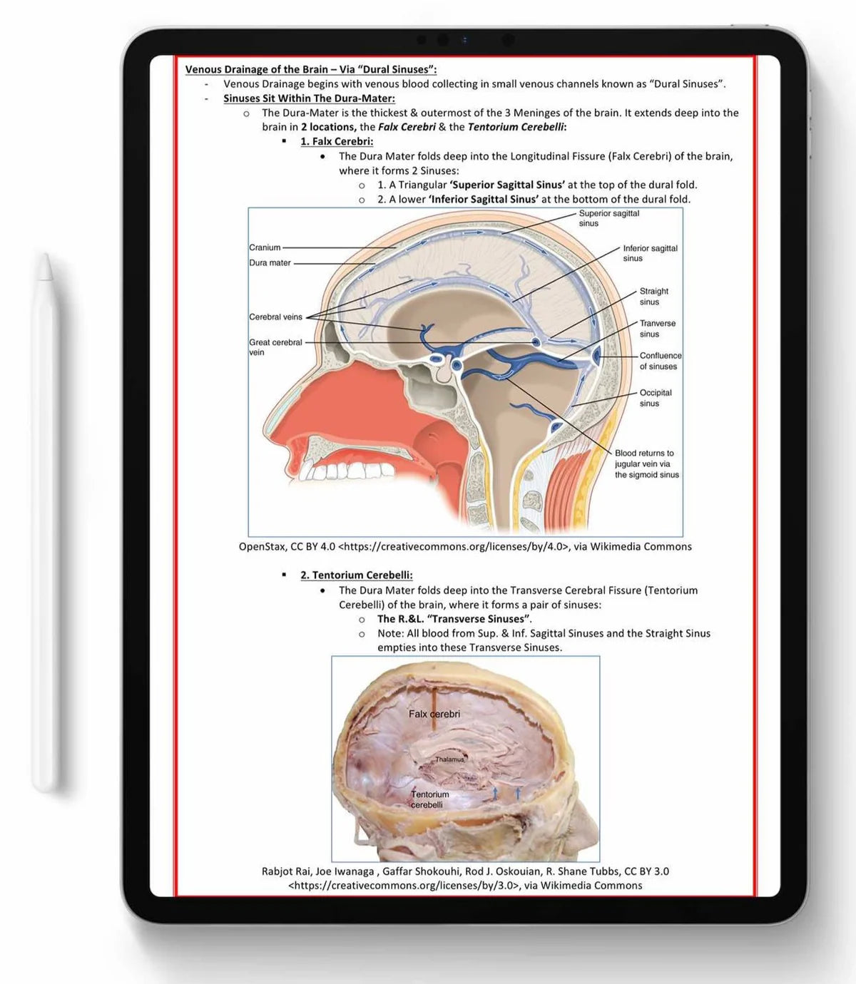 All 21 Medical Notes Bundle