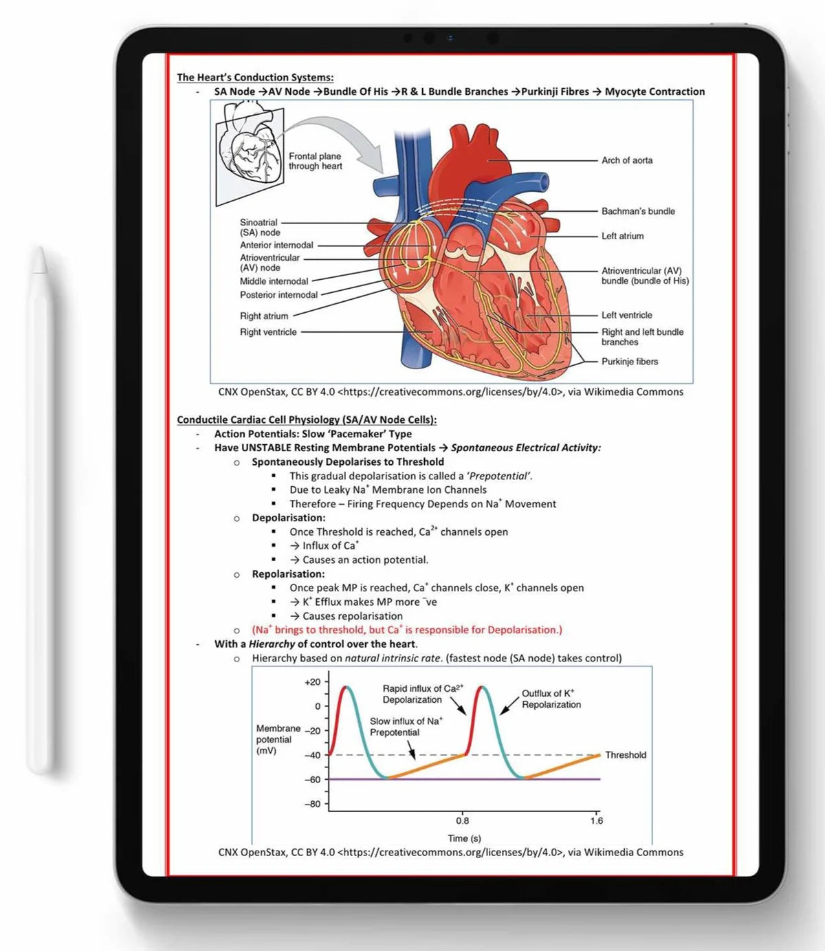 All 21 Medical Notes Bundle